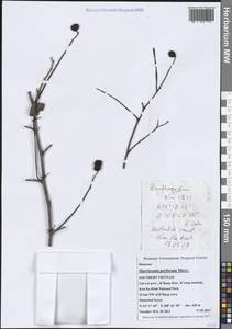 Harrisonia perforata (Blanco) Merr., South Asia, South Asia (Asia outside ex-Soviet states and Mongolia) (ASIA) (Vietnam)