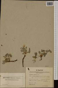 Potentilla montana Brot., Western Europe (EUR) (France)