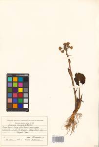 Petasites radiatus (J. F. Gmel.) J. Toman, Eastern Europe, Eastern region (E10) (Russia)