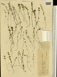 Euphrasia ×vernalis List, Eastern Europe, Northern region (E1) (Russia)