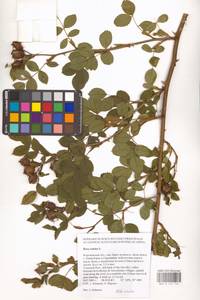 Rosa canina L., Eastern Europe, Central forest-and-steppe region (E6) (Russia)
