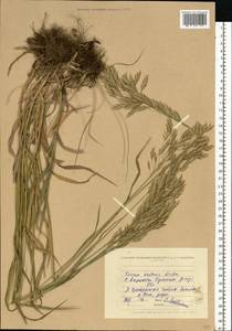 Bromus inermis Leyss., Eastern Europe, North Ukrainian region (E11) (Ukraine)