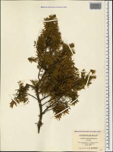 Juniperus communis var. communis, Caucasus, Black Sea Shore (from Novorossiysk to Adler) (K3) (Russia)