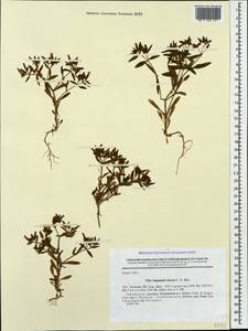 Saponaria viscosa C. A. Mey., Caucasus, Armenia (K5) (Armenia)
