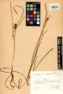 Sparganium glomeratum (Laest. ex Beurl.) Beurl., Siberia, Baikal & Transbaikal region (S4) (Russia)