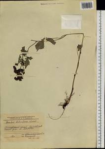 Aconitum stoloniferum Vorosch., Siberia, Russian Far East (S6) (Russia)