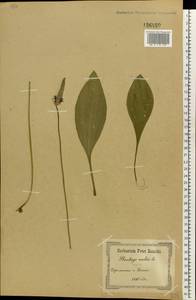 Plantago media L., Eastern Europe, South Ukrainian region (E12) (Ukraine)