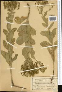 Lepidium chalepense L., Middle Asia, Western Tian Shan & Karatau (M3) (Kazakhstan)