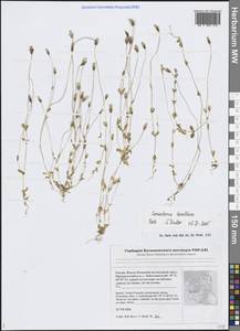 Comastoma tenellum (Rottb.) Toyok., Siberia, Western Siberia (S1) (Russia)