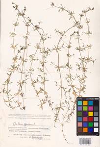 Galium spurium L., Eastern Europe, Lower Volga region (E9) (Russia)