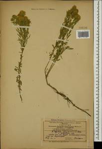 Ziziphora clinopodioides Lam., Caucasus, Azerbaijan (K6) (Azerbaijan)