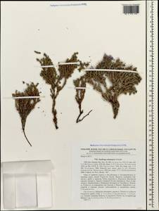 Saxifraga columnaris Schmalh. ex Akinfiew, Caucasus, Stavropol Krai, Karachay-Cherkessia & Kabardino-Balkaria (K1b) (Russia)