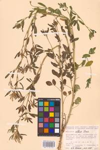 Melilotus albus Medik., Eastern Europe, Lower Volga region (E9) (Russia)