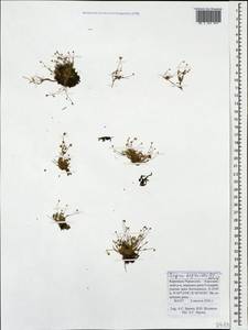 Sagina saginoides (L.) Karst., Caucasus, Stavropol Krai, Karachay-Cherkessia & Kabardino-Balkaria (K1b) (Russia)