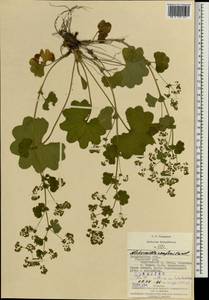 Alchemilla szaferi Pawl., Eastern Europe, West Ukrainian region (E13) (Ukraine)