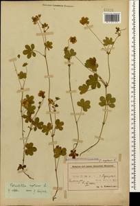 Potentilla reptans L., Caucasus, Azerbaijan (K6) (Azerbaijan)