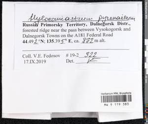 Hylocomiastrum pyrenaicum (Spruce) M. Fleisch. ex Broth., Bryophytes, Bryophytes - Russian Far East (excl. Chukotka & Kamchatka) (B20) (Russia)