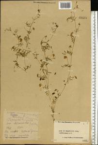 Vicia hirsuta (L.)Gray, Eastern Europe, Central forest region (E5) (Russia)