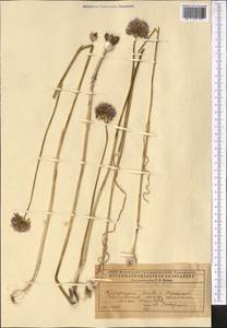 Allium caeruleum Pall., Middle Asia, Caspian Ustyurt & Northern Aralia (M8) (Kazakhstan)