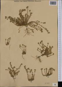Scleranthus, Western Europe (EUR) (Not classified)