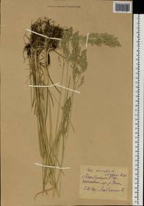 Poa trivialis L., Eastern Europe, North Ukrainian region (E11) (Ukraine)