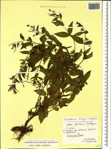 Epilobium lamyi F. W. Schultz, Caucasus, Georgia (K4) (Georgia)