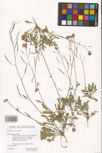 Diplotaxis cretacea Kotov, Eastern Europe, Central forest-and-steppe region (E6) (Russia)