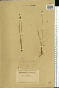 Trichophorum pumilum (Vahl) Schinz & Thell., Eastern Europe, Middle Volga region (E8) (Russia)