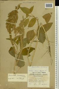 Amaranthus caudatus L., Eastern Europe, South Ukrainian region (E12) (Ukraine)