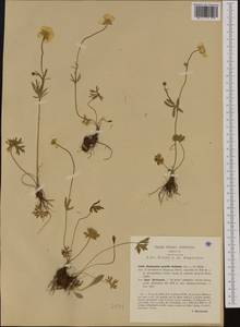Ranunculus carinthiacus Hoppe, Western Europe (EUR) (Italy)