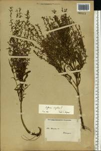 Lythrum virgatum L., Eastern Europe, Eastern region (E10) (Russia)