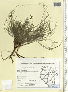 Astragalus subuliformis DC., Eastern Europe, Eastern region (E10) (Russia)