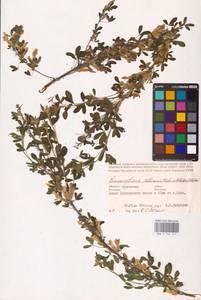 Chamaecytisus ruthenicus (Fisch. ex Woł.) Klásk., Eastern Europe, Central forest-and-steppe region (E6) (Russia)