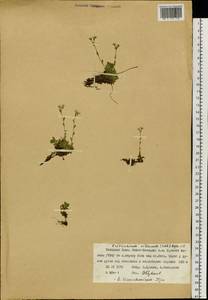 Eritrichium villosum (Ledeb.) Bunge, Siberia, Western Siberia (S1) (Russia)