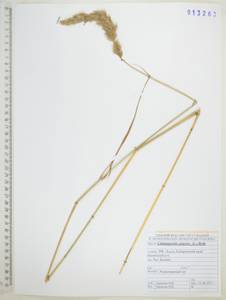 Calamagrostis epigejos (L.) Roth, Siberia, Russian Far East (S6) (Russia)