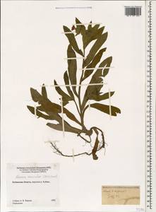 Nonea versicolor (Stev.) Sweet, Caucasus, Stavropol Krai, Karachay-Cherkessia & Kabardino-Balkaria (K1b) (Russia)