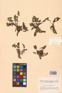 Taraxacum stenoglossum Brenner, Eastern Europe, North-Western region (E2) (Russia)