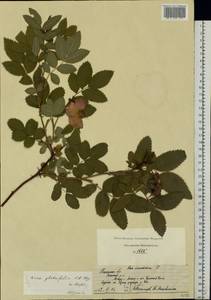 Rosa glabrifolia C. A. Mey. ex Rupr., Eastern Europe, Central region (E4) (Russia)