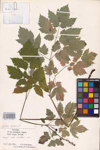 Actaea spicata L., Eastern Europe (no precise locality) (E0)