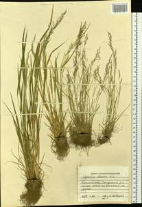 Agrostis clavata Trin., Siberia, Baikal & Transbaikal region (S4) (Russia)