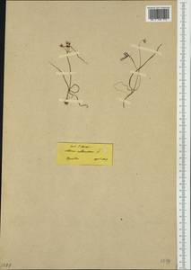 Allium subhirsutum L., Western Europe (EUR) (Greece)