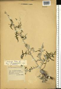 Echinops ritro subsp. ruthenicus (M. Bieb.) Nyman, Eastern Europe, Lower Volga region (E9) (Russia)