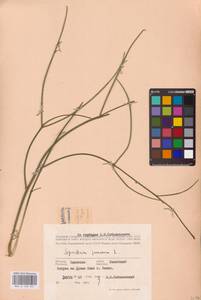 Spartium junceum L., Eastern Europe, South Ukrainian region (E12) (Russia)