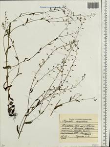 Myosotis laxa (Sam.) Hyl. ex Nordh., Eastern Europe, Belarus (E3a) (Belarus)