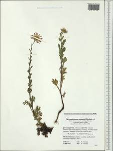 Chrysanthemum zawadskii subsp. zawadskii, Siberia, Baikal & Transbaikal region (S4) (Russia)
