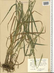 Elymus repens subsp. elongatiformis (Drobow) Melderis, Eastern Europe, Central forest-and-steppe region (E6) (Russia)