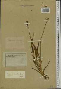 Scorzonera parviflora Jacq., Siberia (no precise locality) (S0) (Russia)