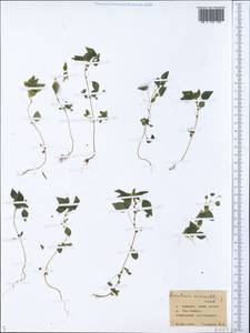 Parietaria micrantha Ledeb., Siberia, Yakutia (S5) (Russia)