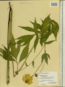 Rudbeckia laciniata L., Eastern Europe, Volga-Kama region (E7) (Russia)