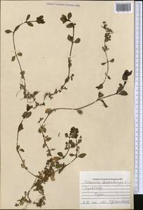 Veronica beccabunga L., Middle Asia, Pamir & Pamiro-Alai (M2) (Uzbekistan)